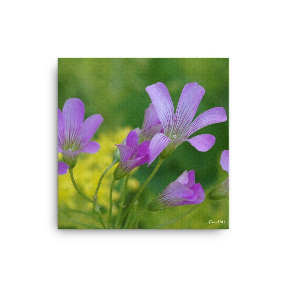 Oxalis_Sedum