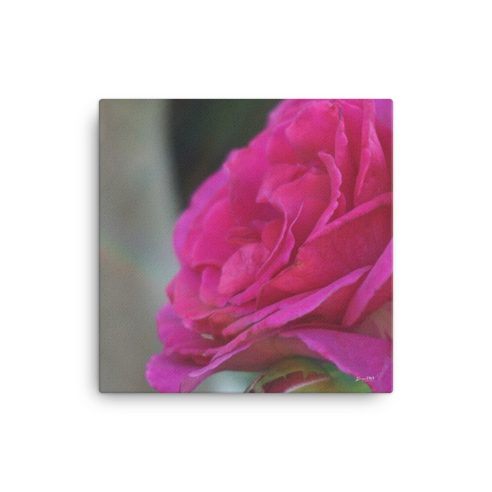 Brendabella Rose 'Purple Prince' 12x12