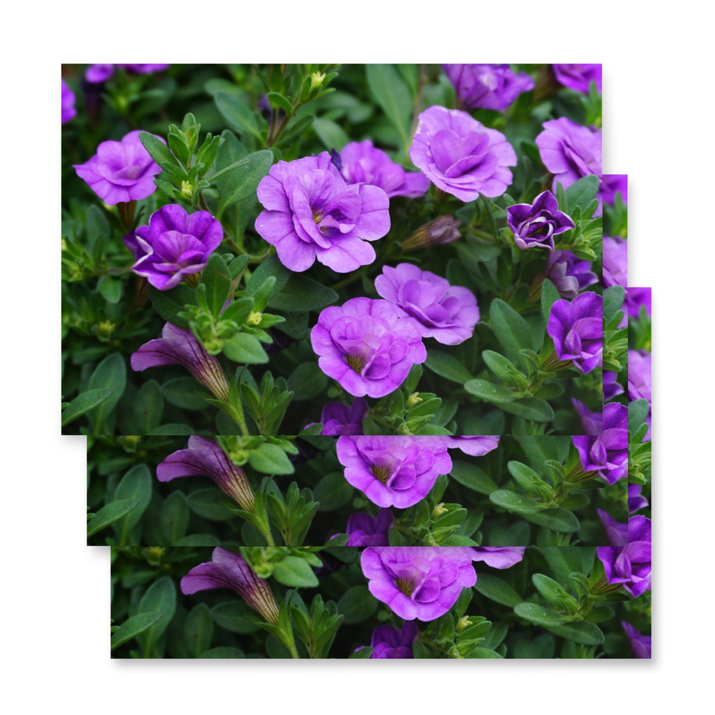 Purple Petunias Wrapping paper sheets