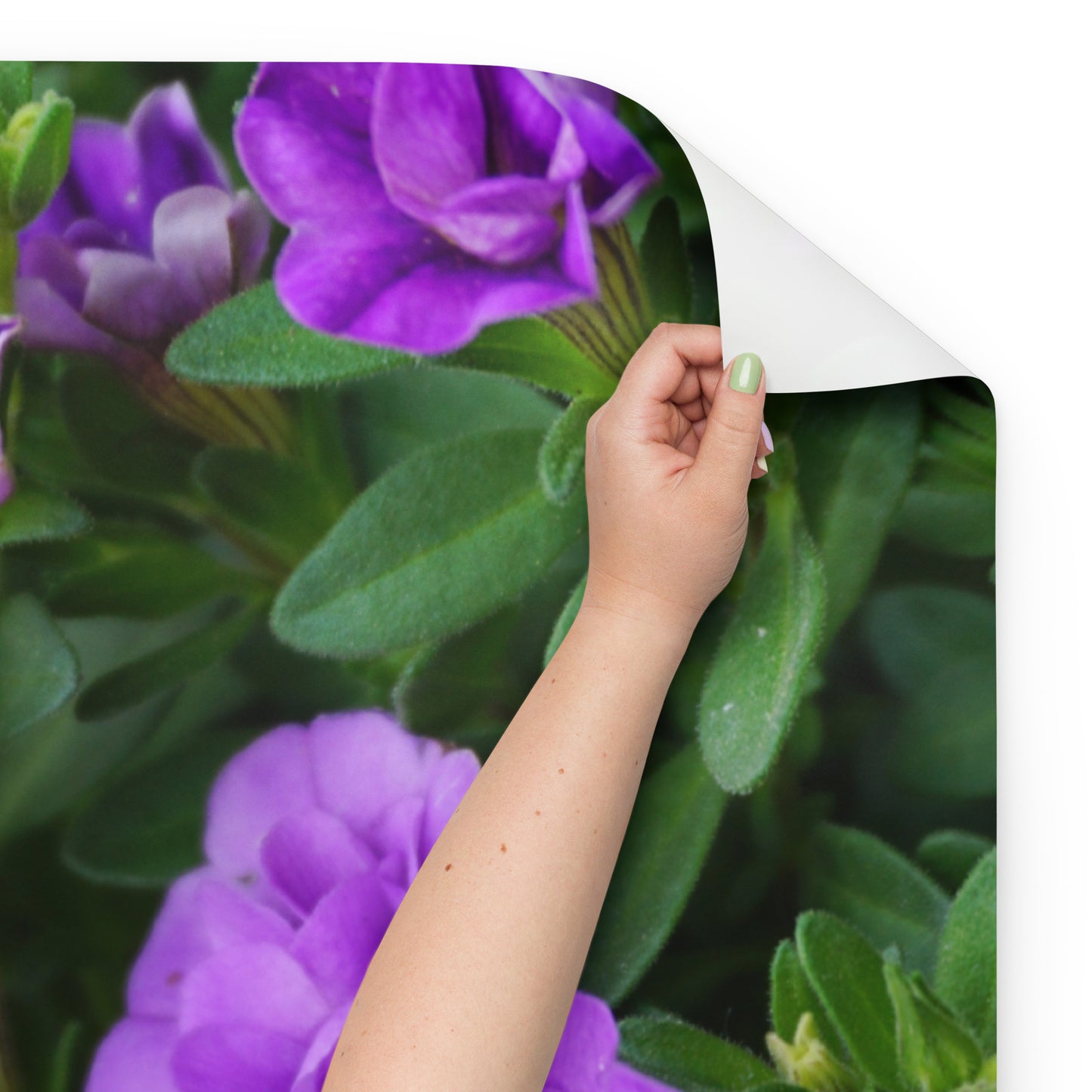 Purple Petunias Wrapping paper sheets