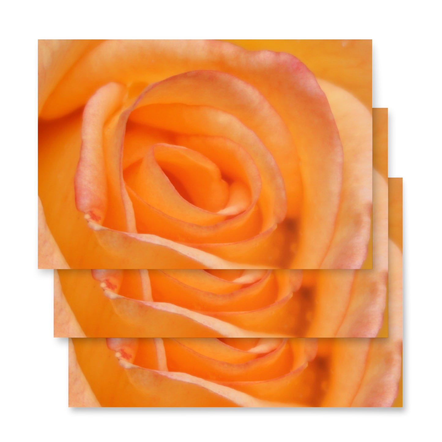 Orange Rose Wrapping paper sheets
