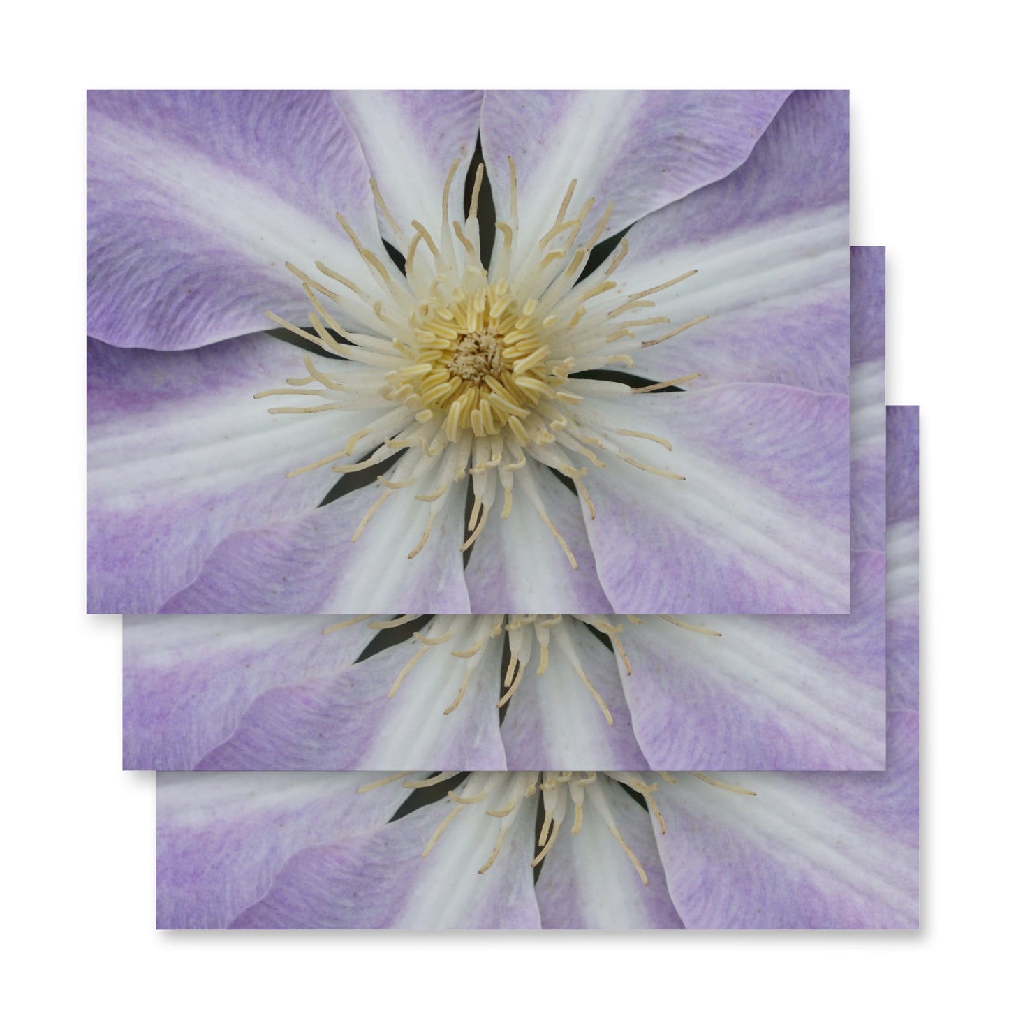 Purple Clematis Wrapping paper sheets