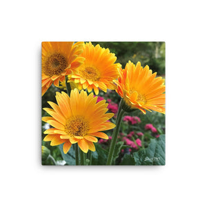 Gerbera Daisies 12x12