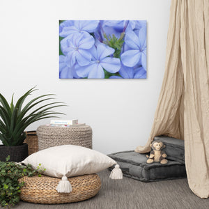 Blue Plumbago Canvas 24x36