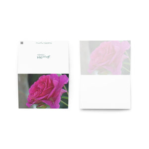 Pink Rose
