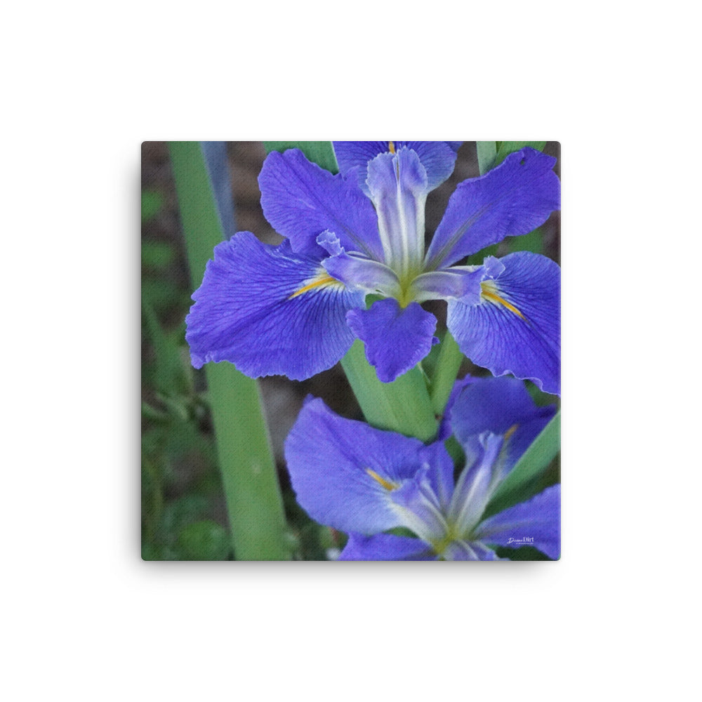 Purple Louisiana Iris