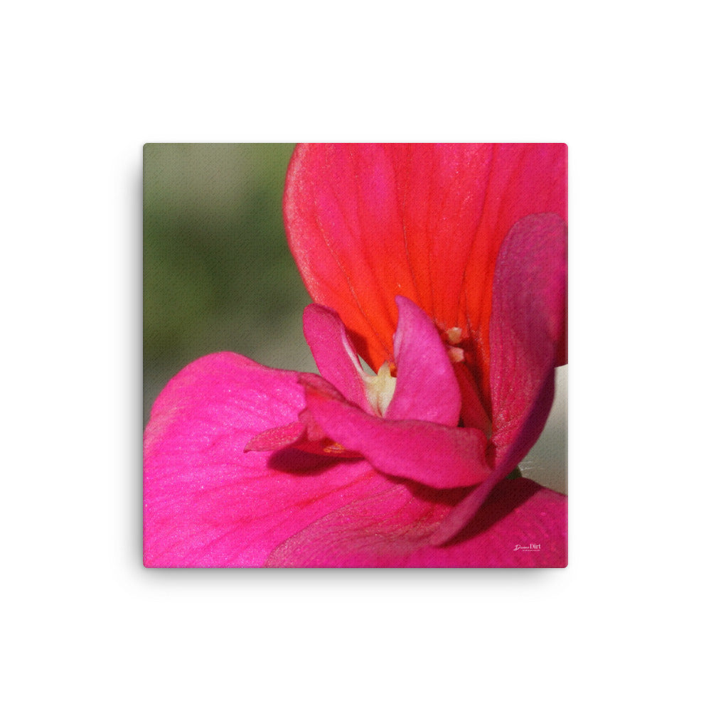 Hot Pink Geranium
