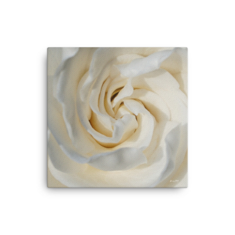 White Gardenia 12x12