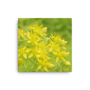 Sedum Angelina Stonecrop