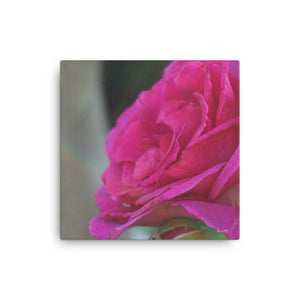 Brendabella Rose 'Purple Prince'  12x12